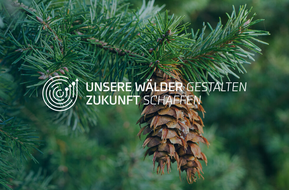 Douglasie Pseudotsuga Menziesii Kiefer Fichte Tanne Baum 165 Cm In - Foto 5