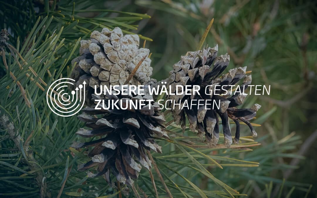 Baum-Steckbrief: Waldkiefer